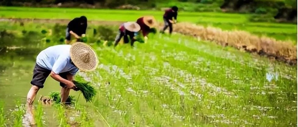 《黑海糧食外運協(xié)議》中止，糧價有望反彈進而提振肥市