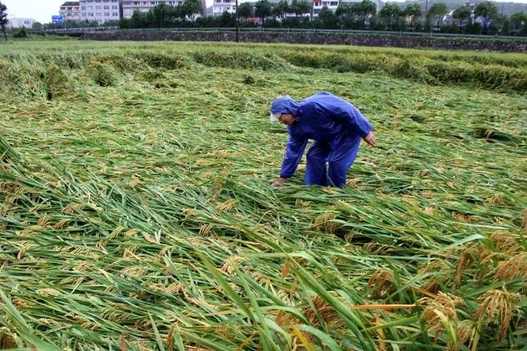 洪澇災后農(nóng)作物病蟲害防治技術指導意見來了！