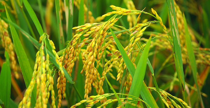 一覽全國主要農(nóng)作物種植面積！