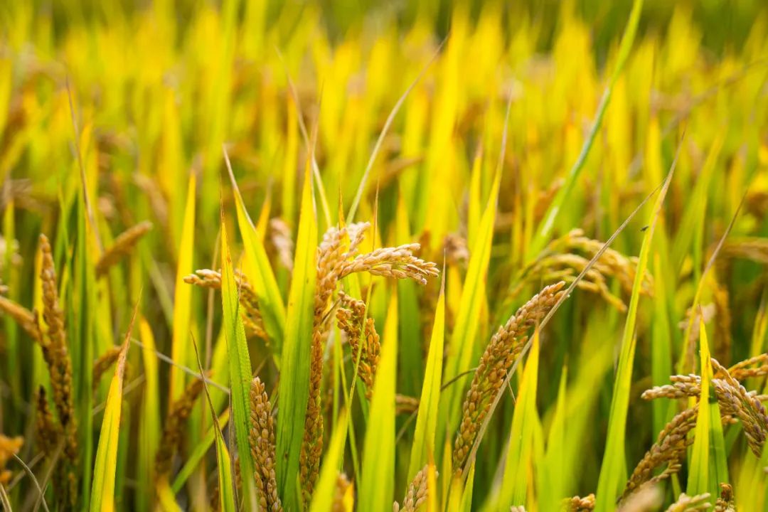 經濟日報時評：強化糧食產業(yè)鏈供應鏈韌性